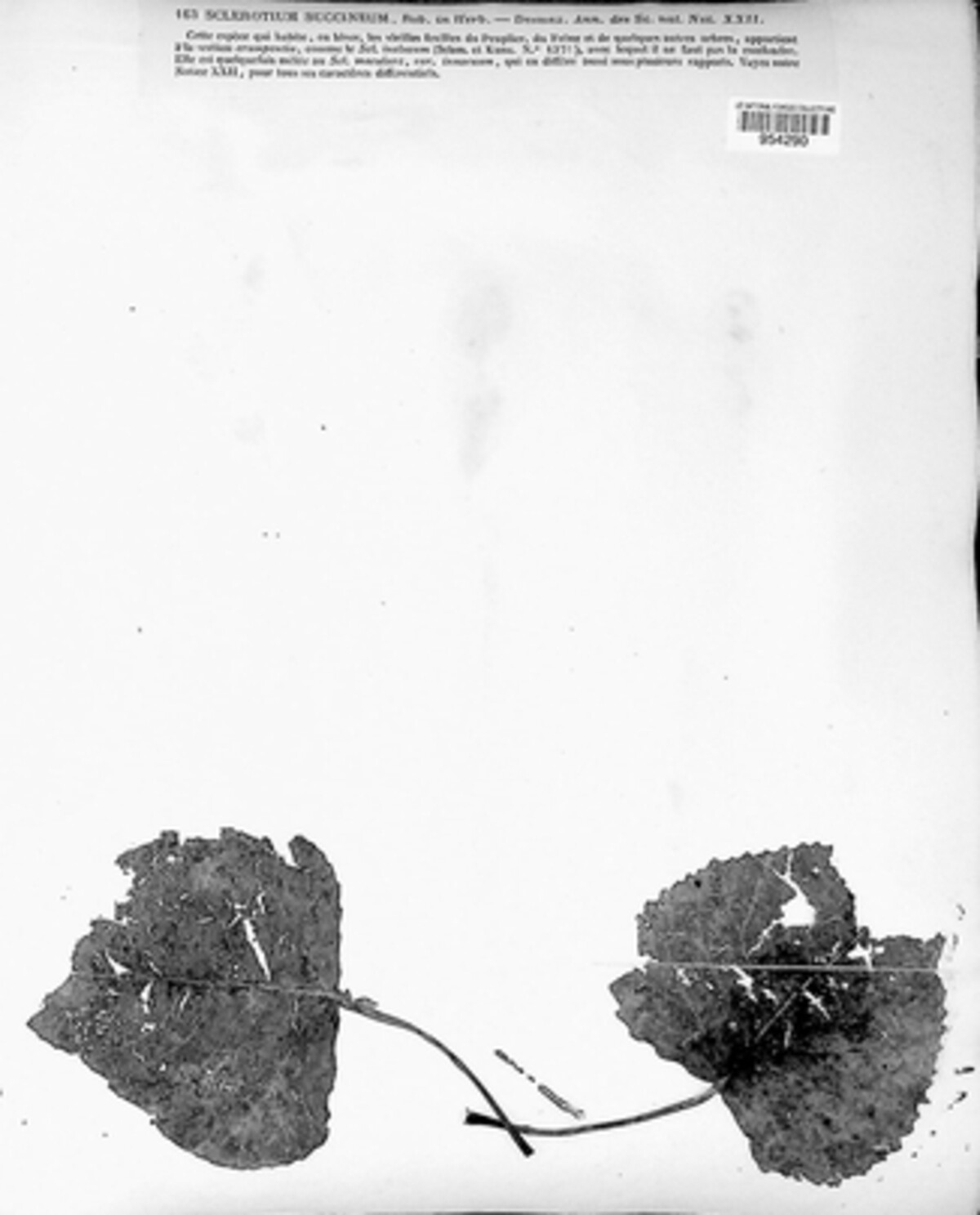 Sclerotium succineum image